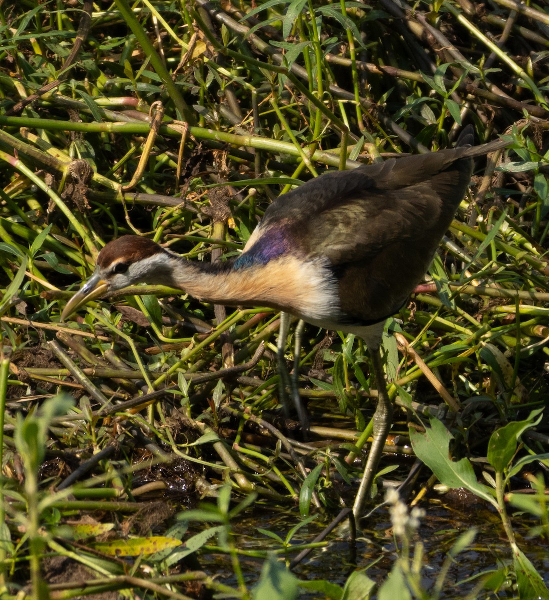 ostnák hnědoocasý - ML646686515