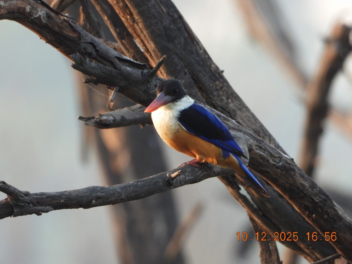 Black-capped Kingfisher - ML646686516