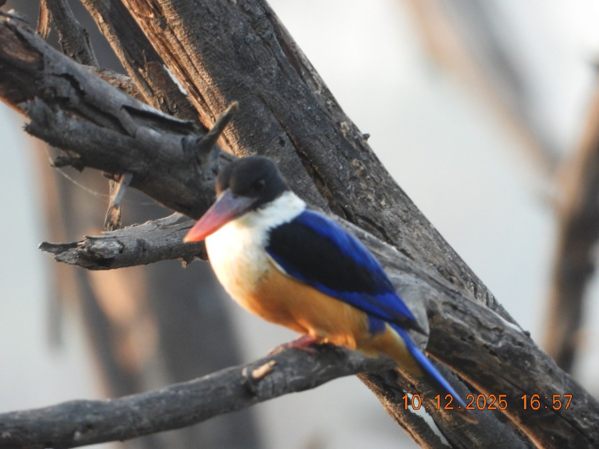 Black-capped Kingfisher - ML646686517