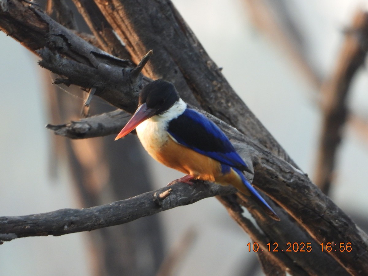 Black-capped Kingfisher - ML646686518