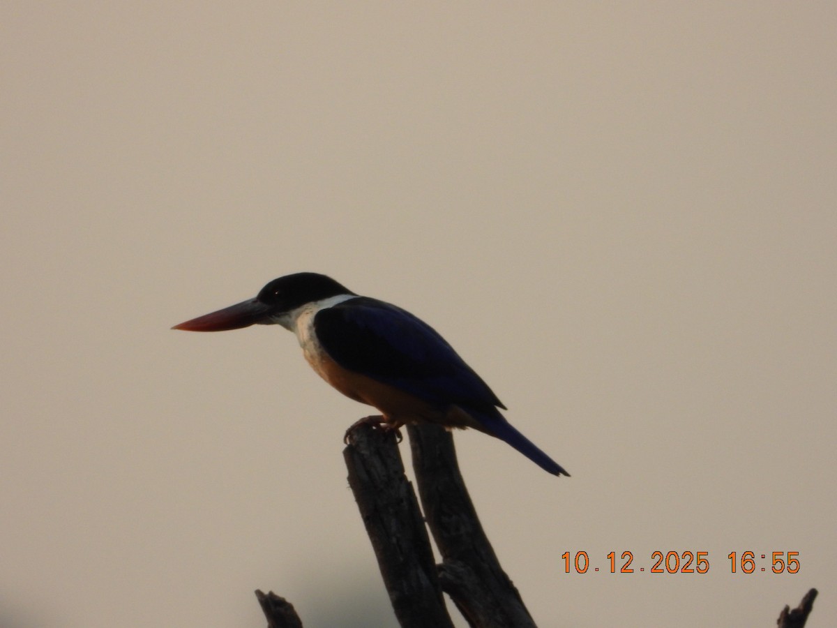Black-capped Kingfisher - ML646686519