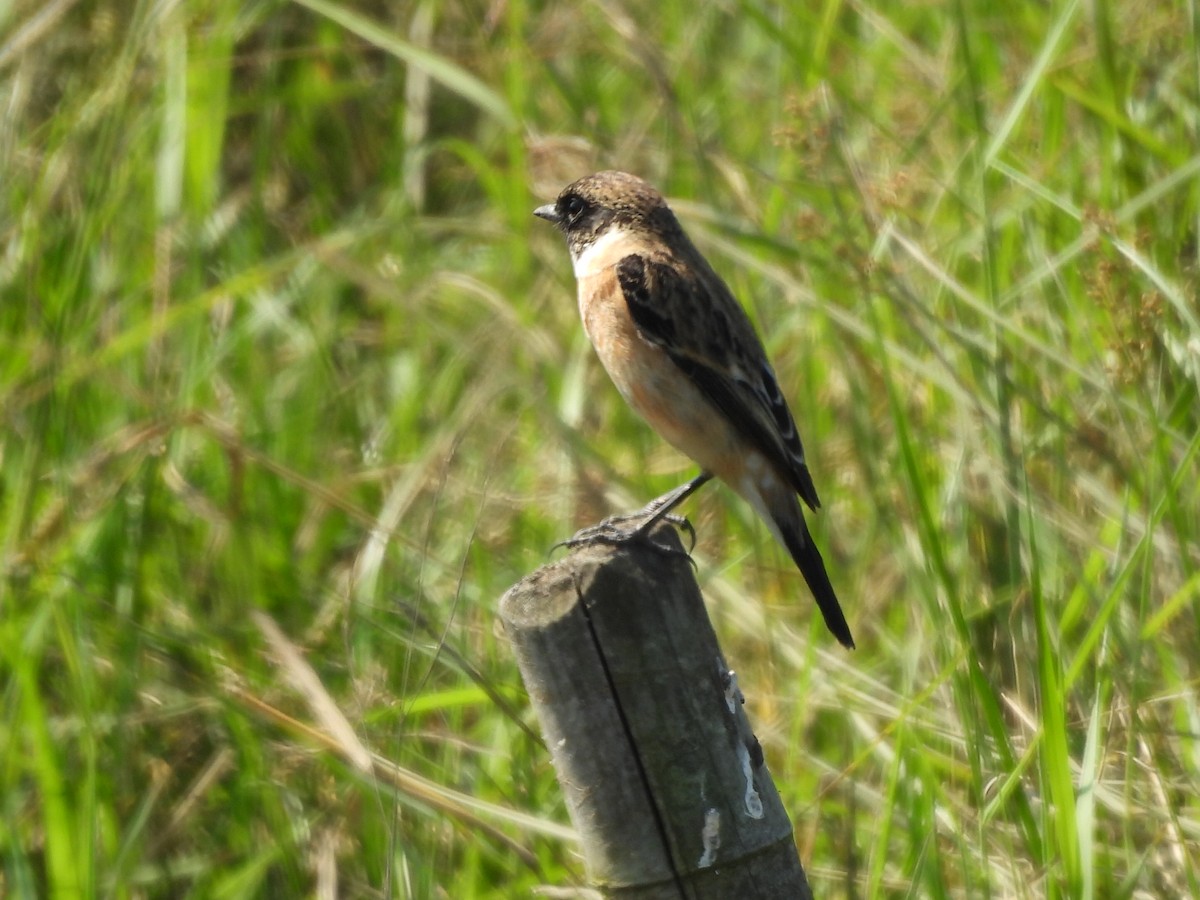 黑喉鴝 - ML646686520