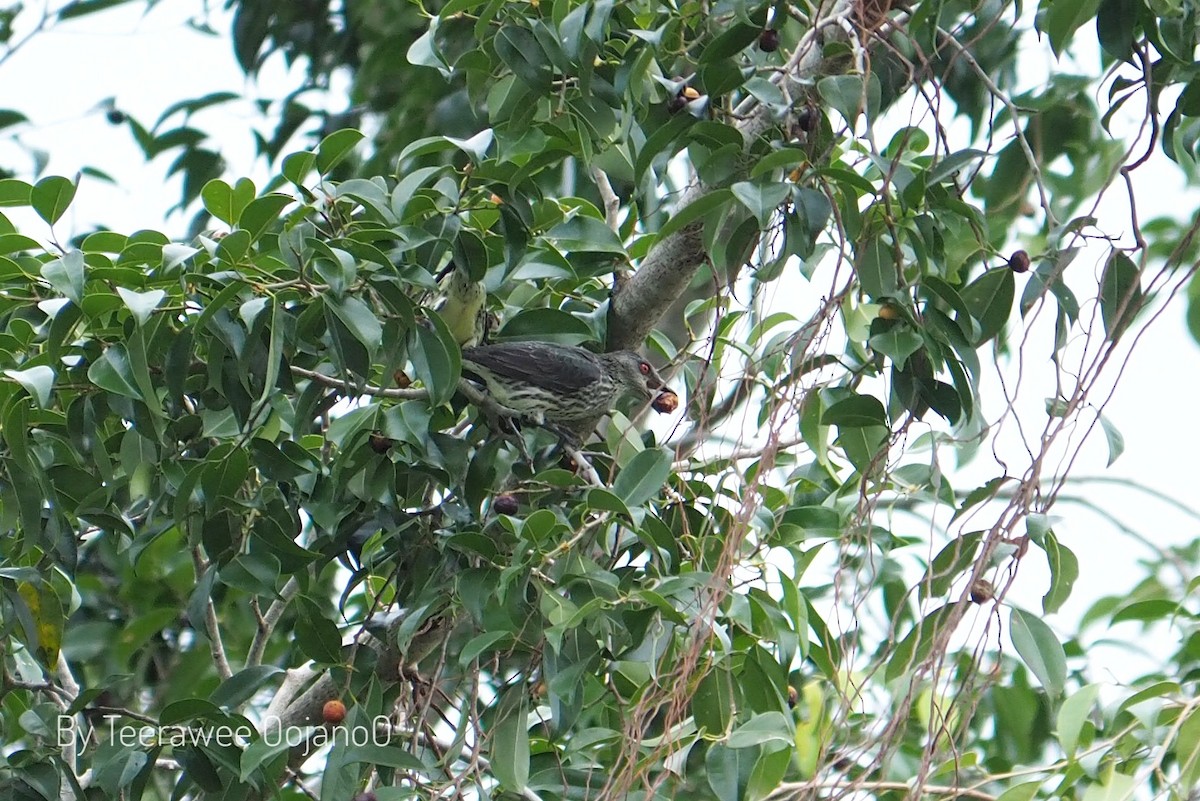 亞洲輝椋鳥 - ML646686521
