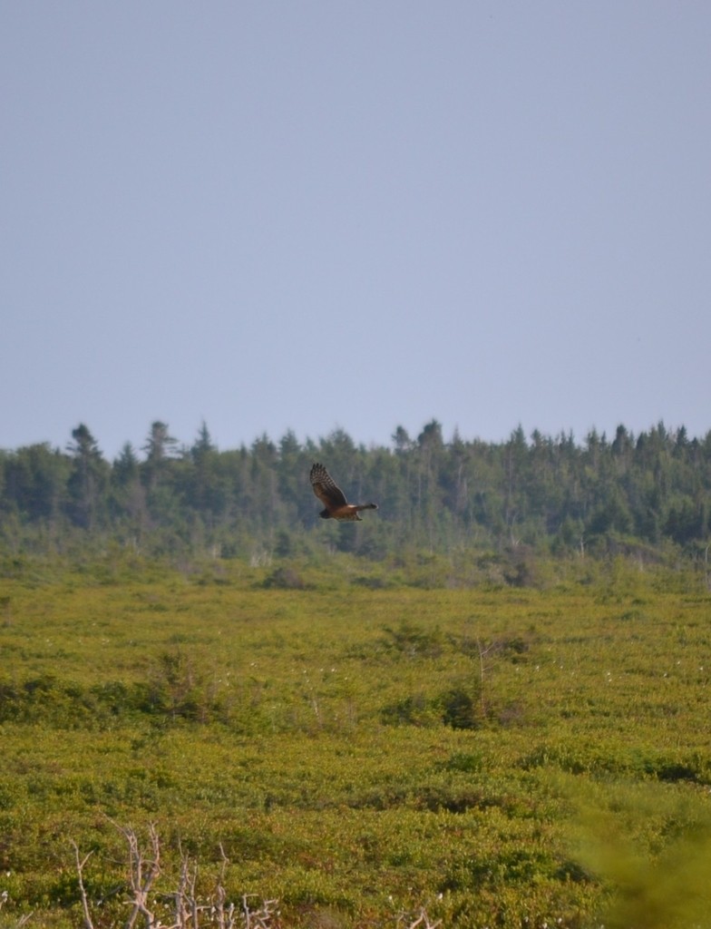 Northern Harrier - ML646686522
