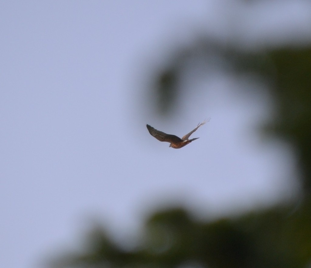 Northern Harrier - ML646686523