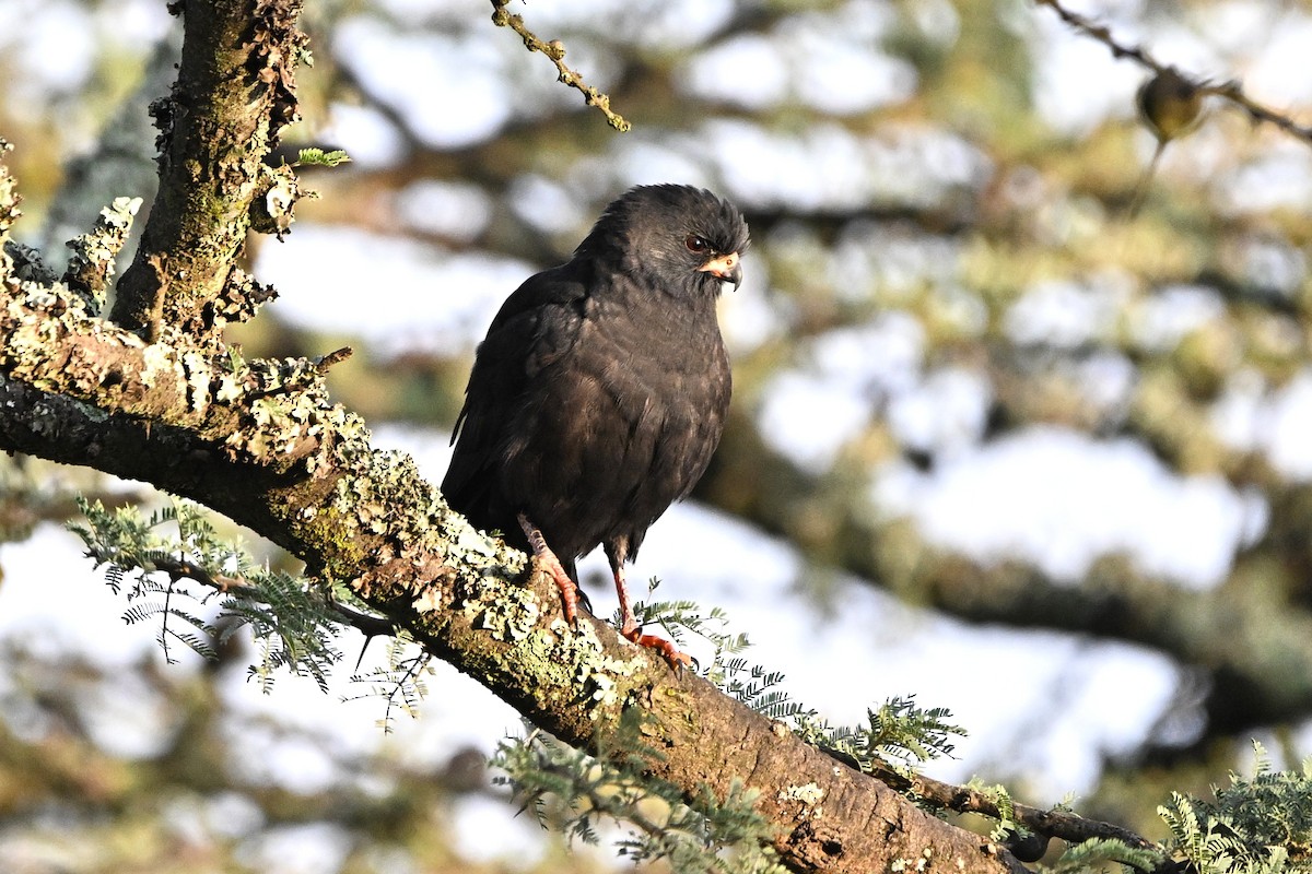 Gabar Goshawk - ML646686524