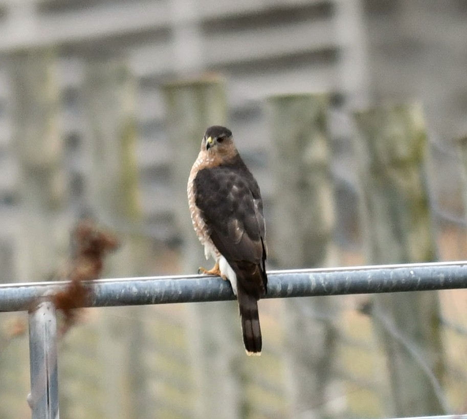 Cooper's Hawk - ML646686525