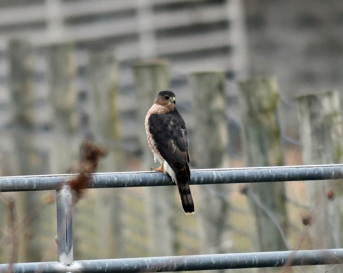 Cooper's Hawk - ML646686526