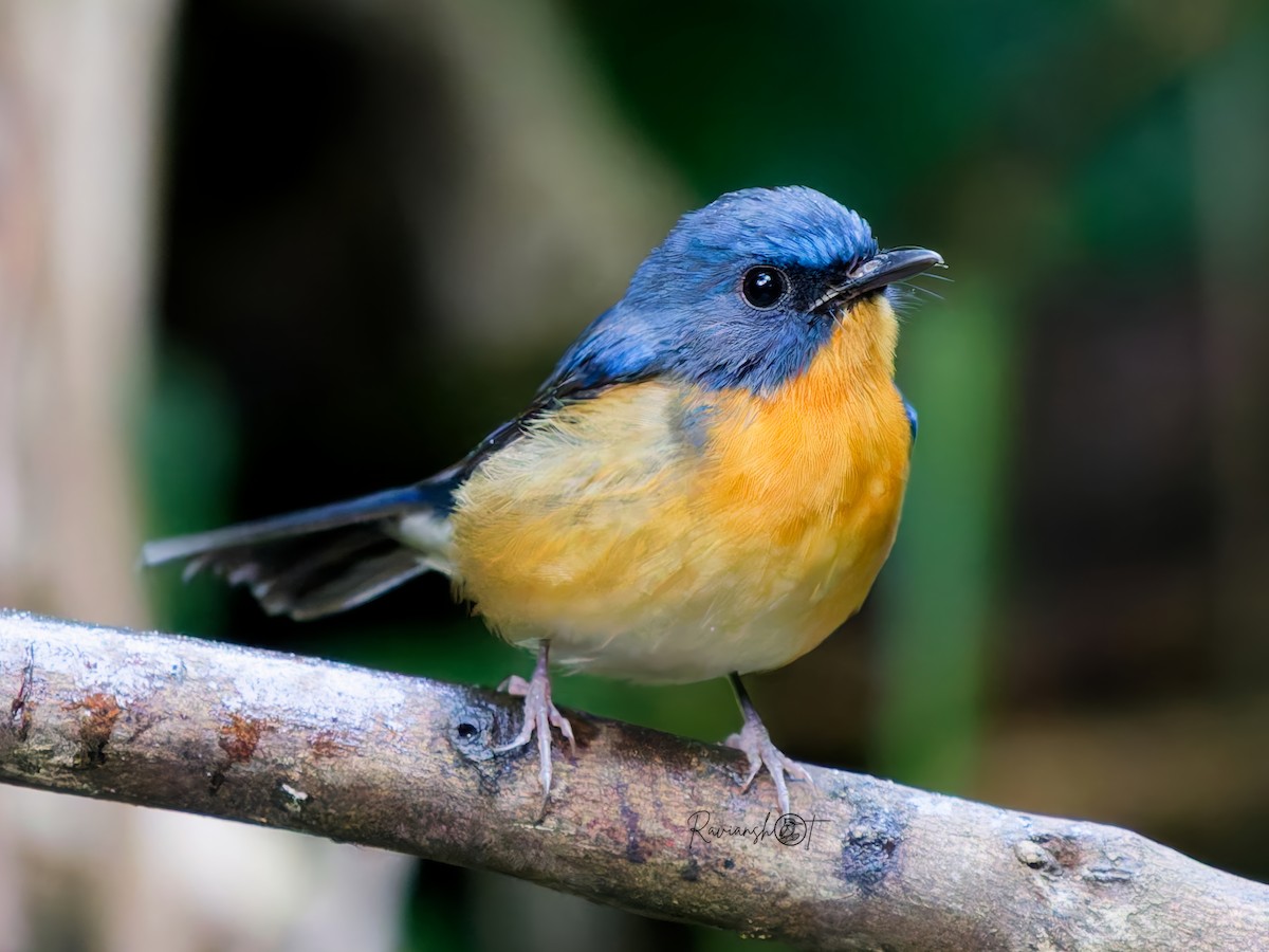 山藍仙鶲 - ML646686527