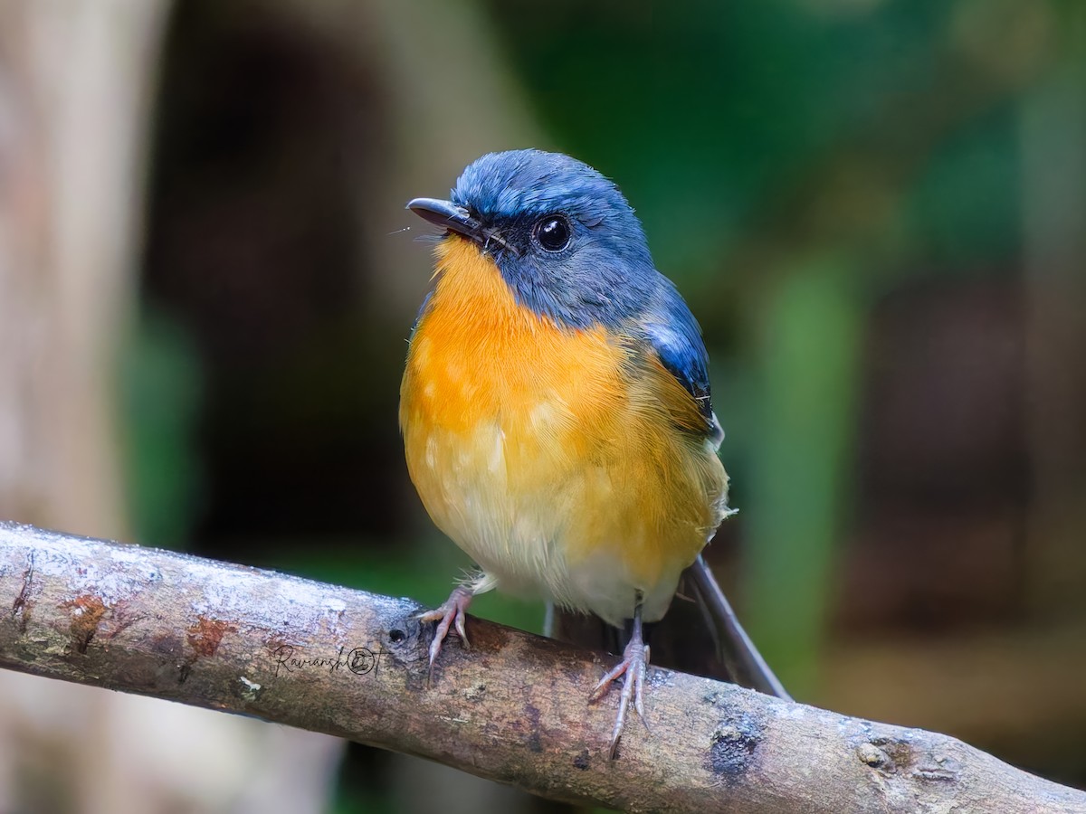 山藍仙鶲 - ML646686528