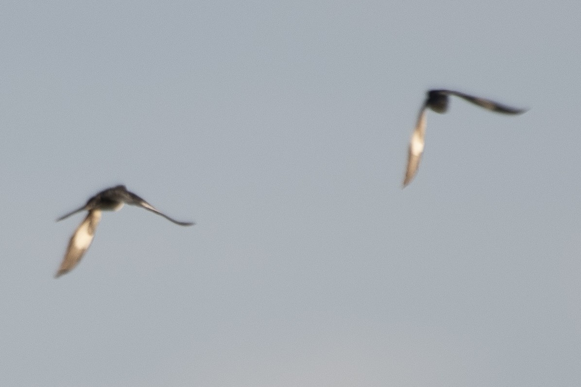 斑翅鳳頭鵑 - ML646686529