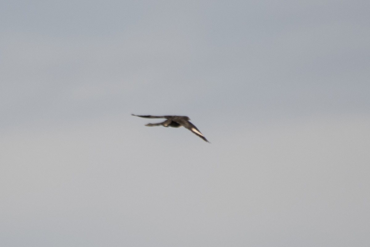 斑翅鳳頭鵑 - ML646686530