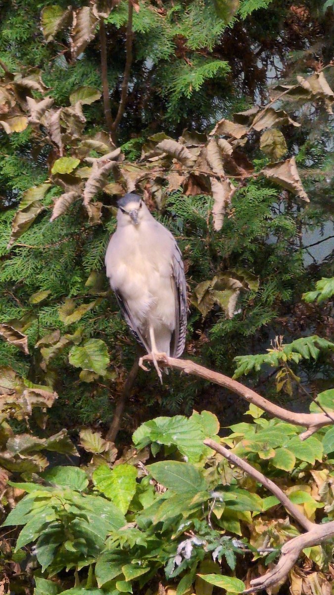 夜鷺 - ML646686531