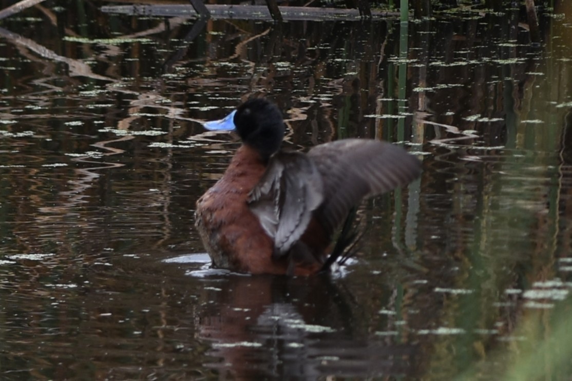 Lake Duck - ML646686532