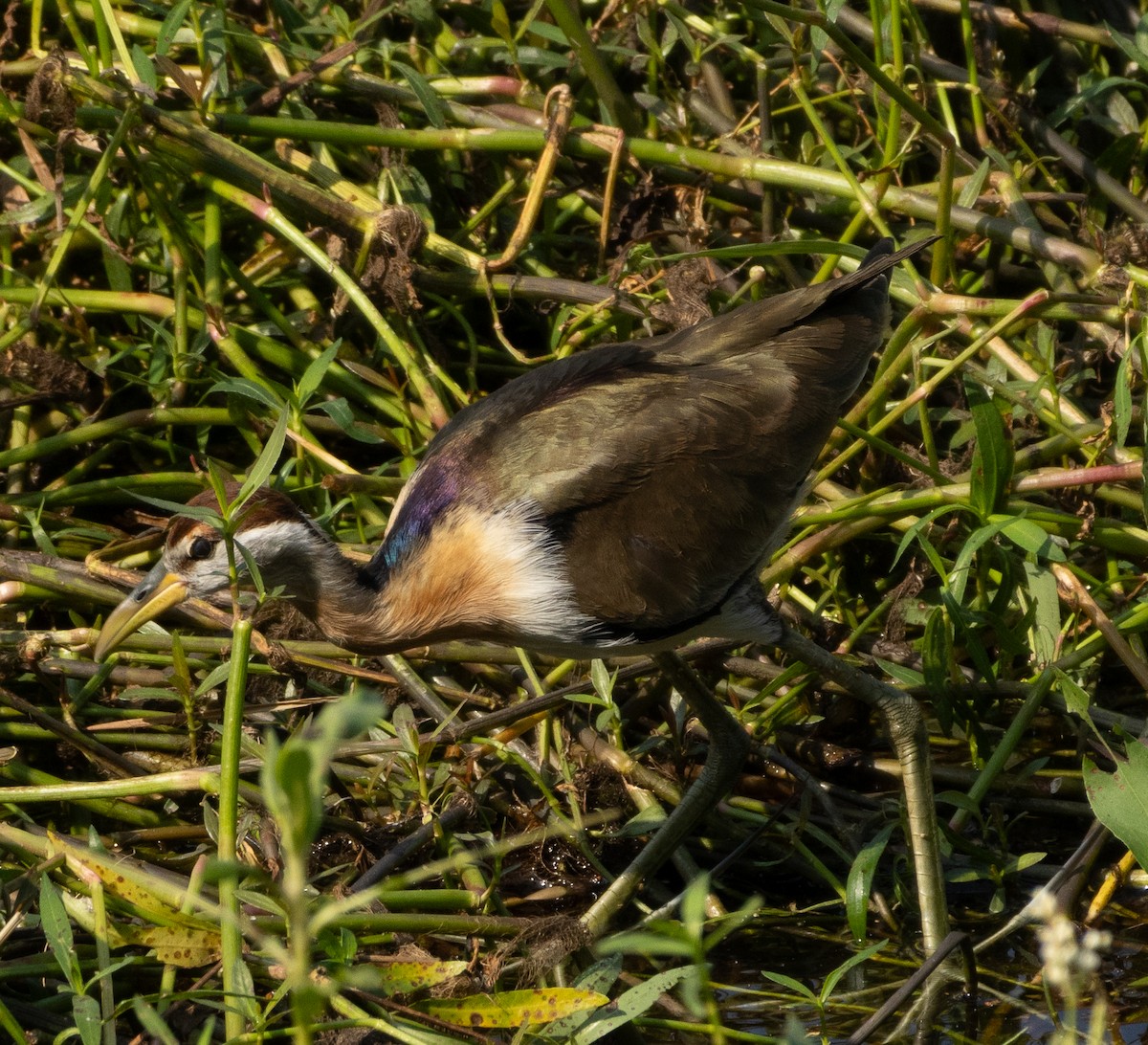 Bronze-winged Jacana - ML646686533