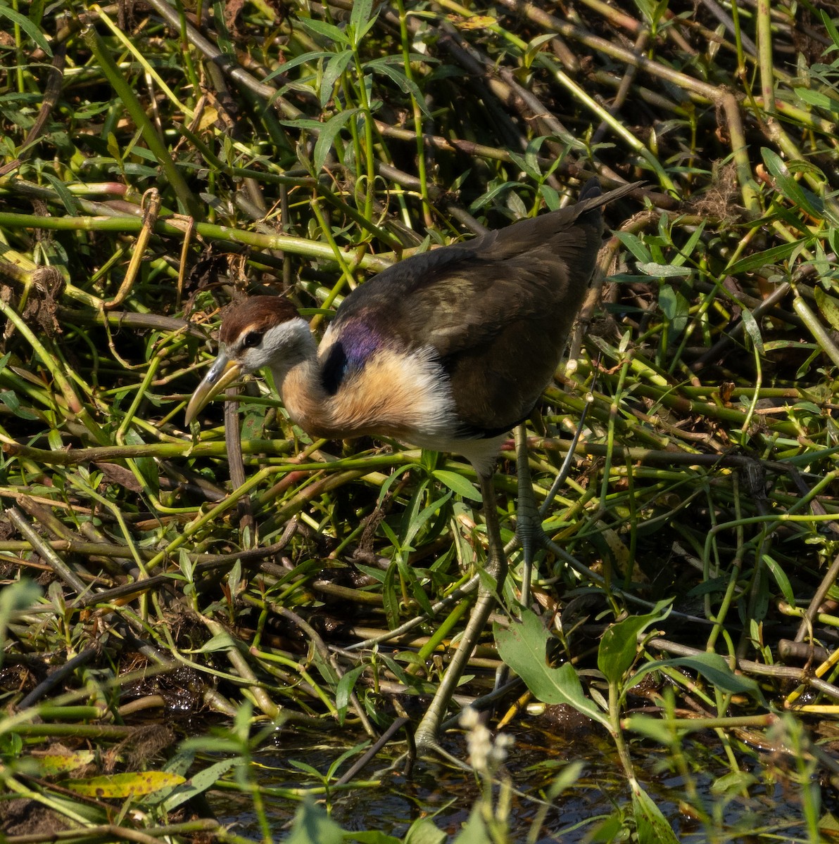 Bronze-winged Jacana - ML646686534
