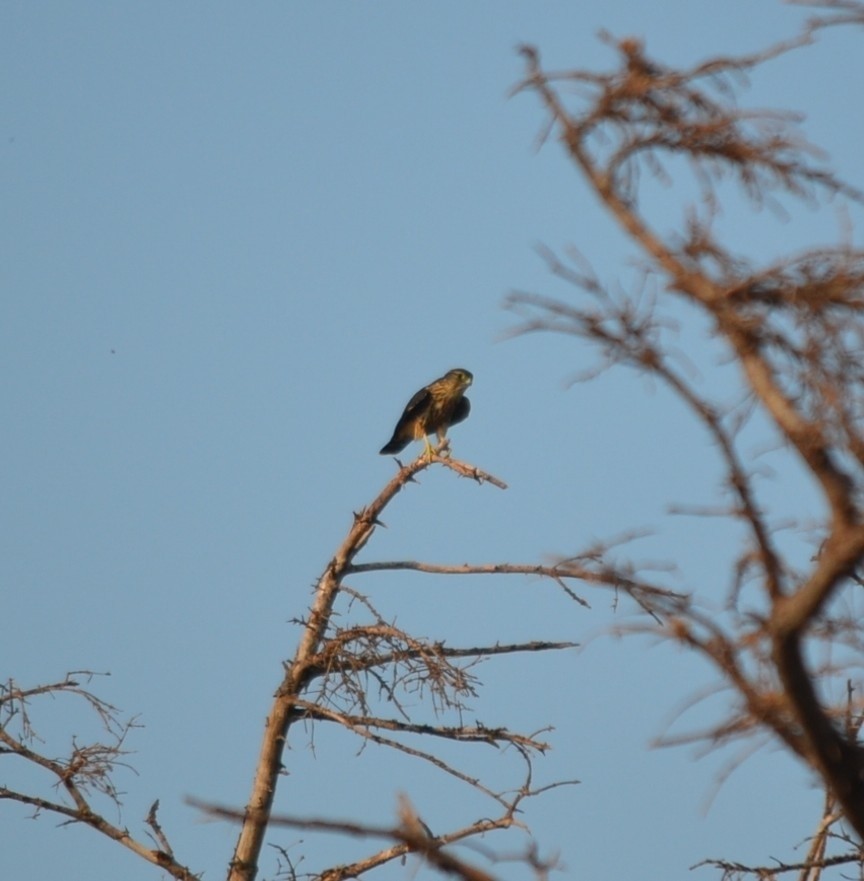 灰背隼 - ML646686535