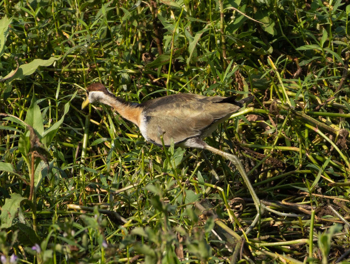 Bronze-winged Jacana - ML646686536