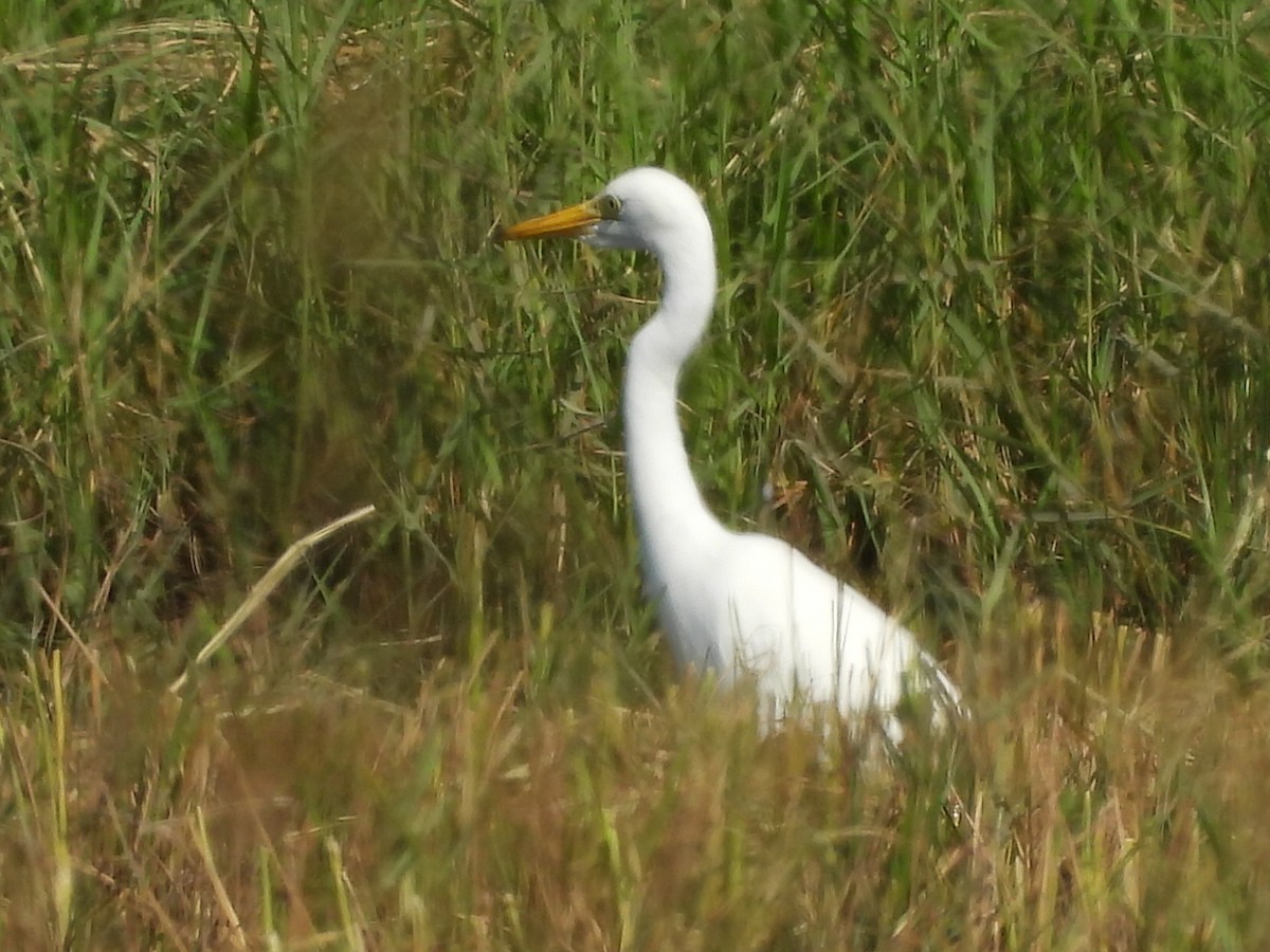 中白鷺 - ML646686537
