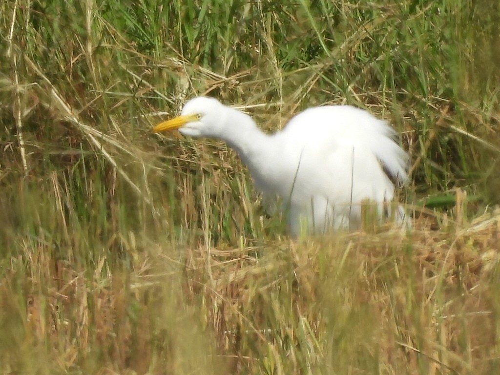 中白鷺 - ML646686538