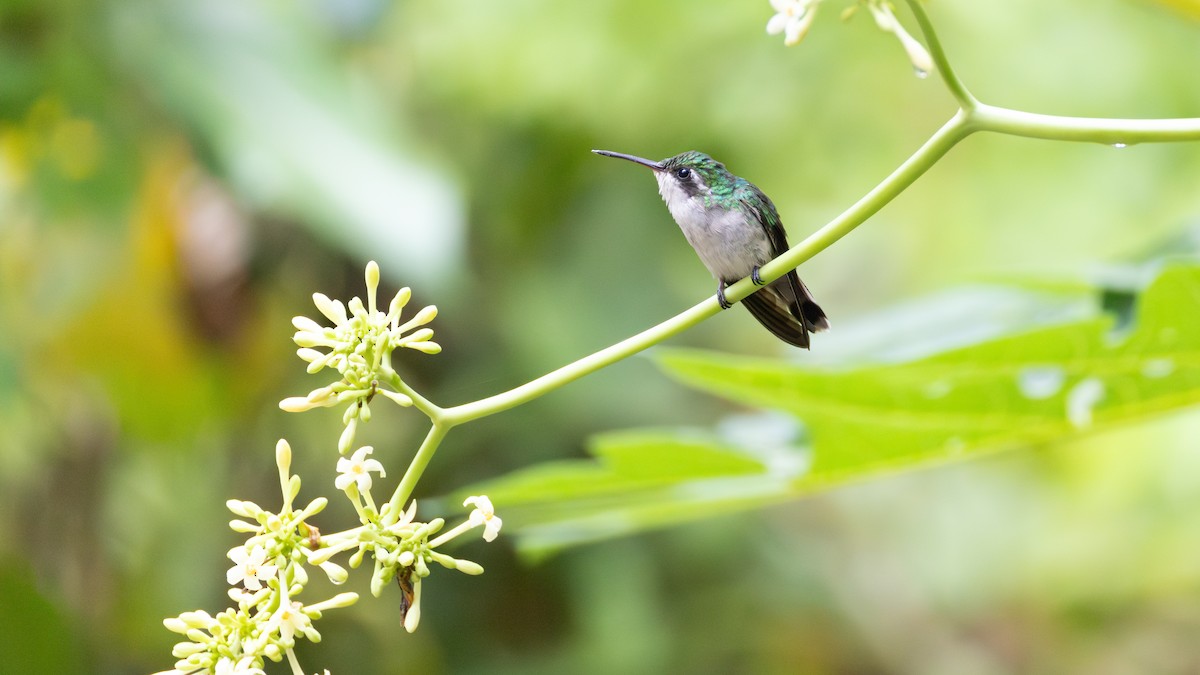Canivet's Emerald - ML646686539