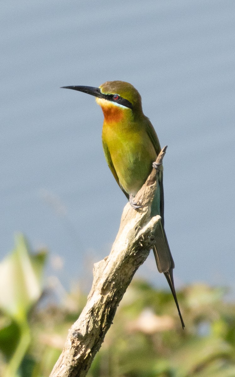 栗喉蜂虎 - ML646686540