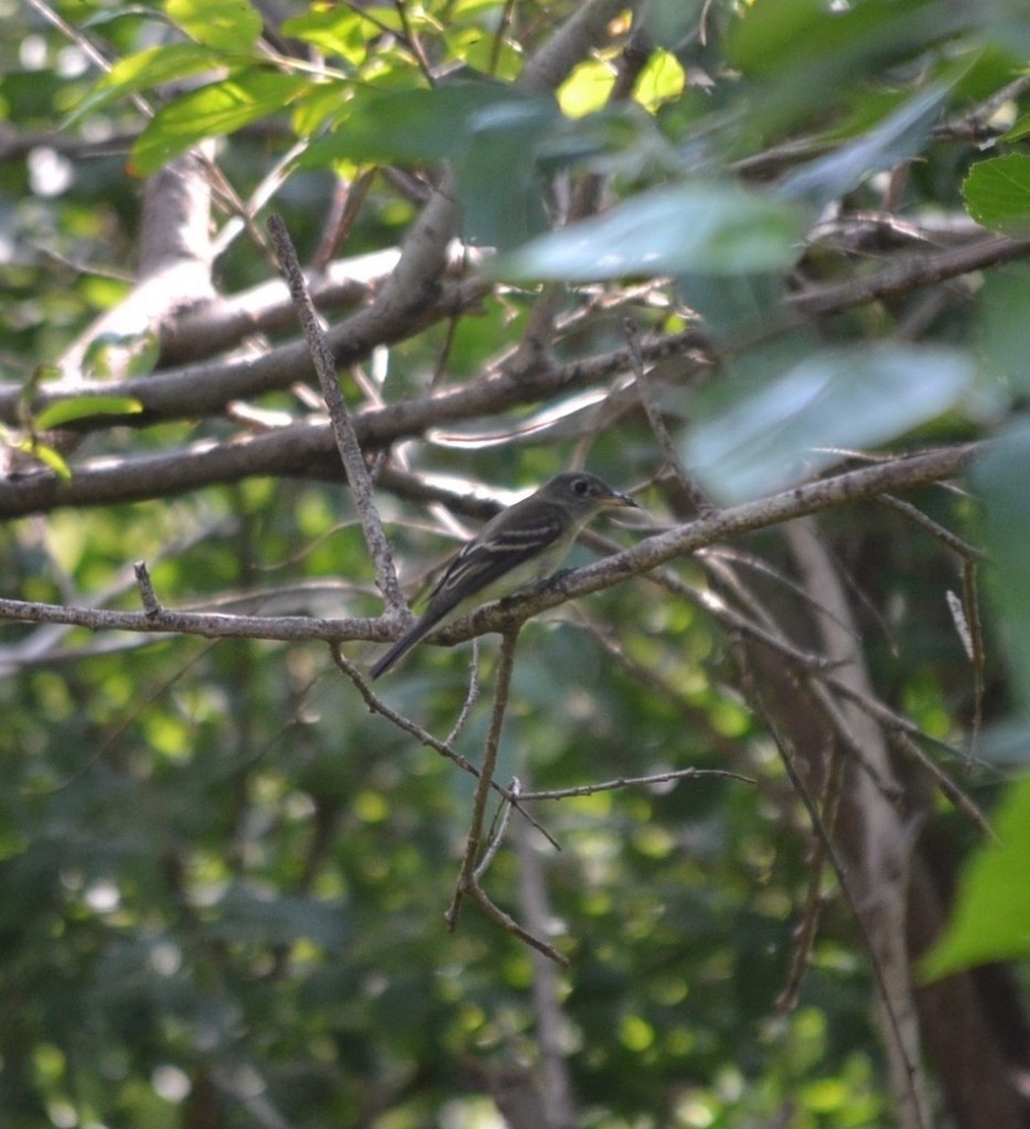 Alder Flycatcher - ML646686541