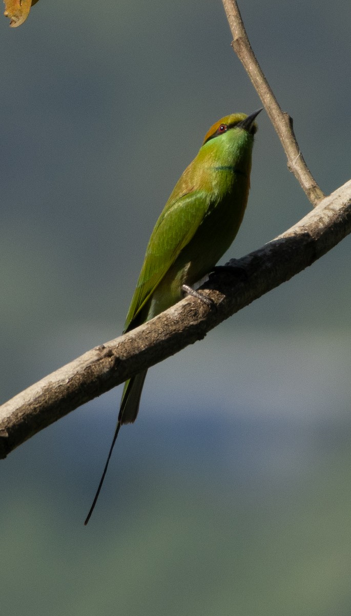Asian Green Bee-eater - ML646686542