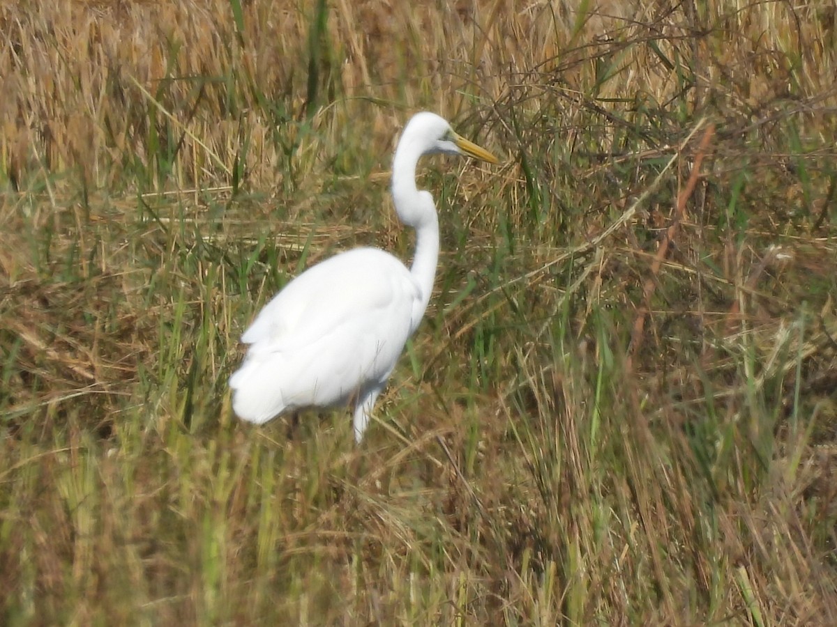 大白鷺 - ML646686543