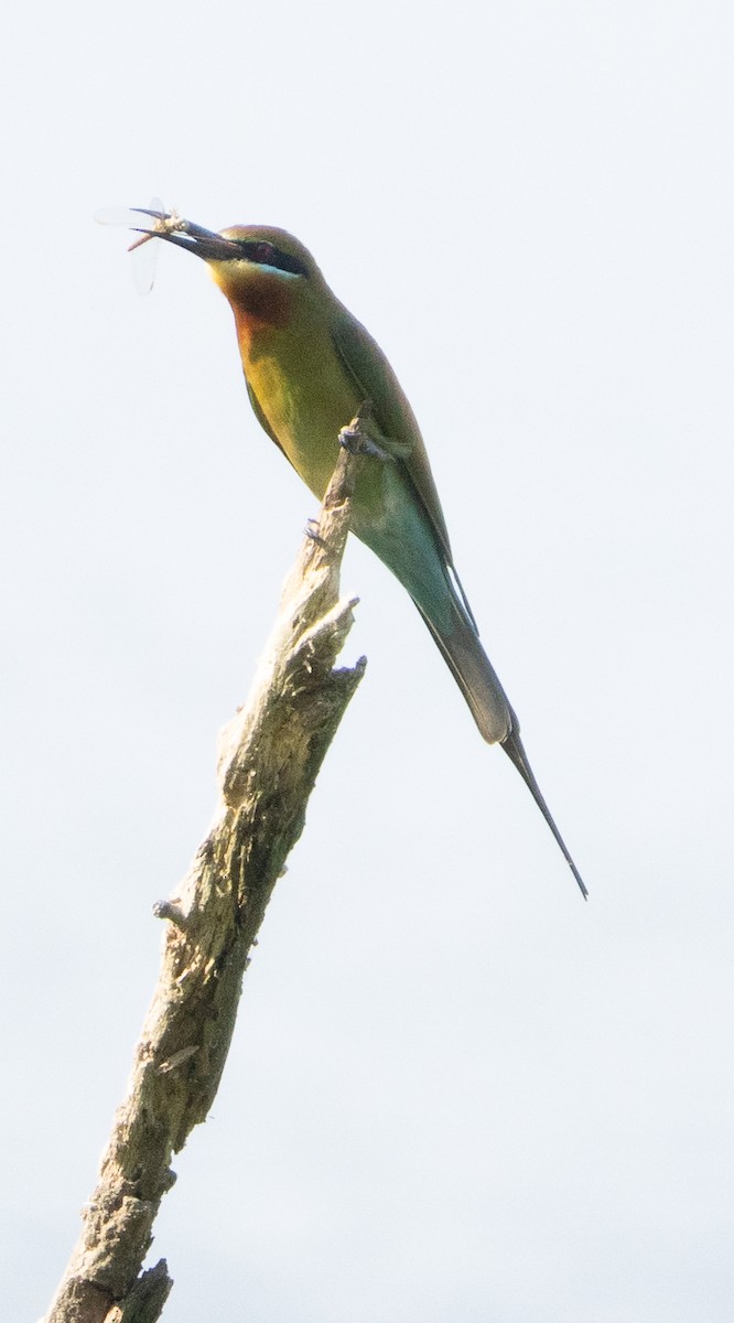 栗喉蜂虎 - ML646686544