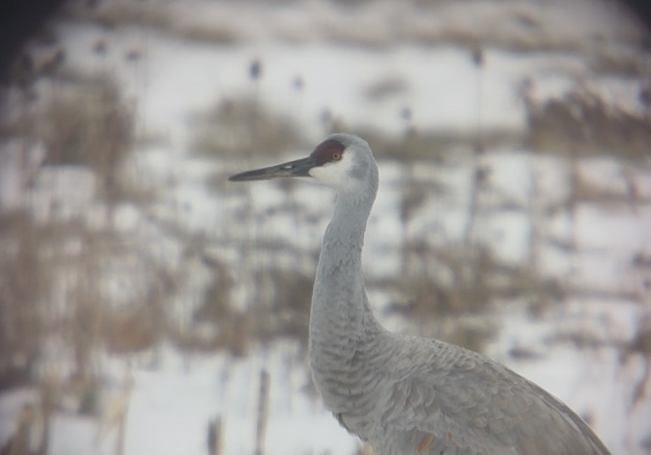 jeřáb kanadský - ML646686545