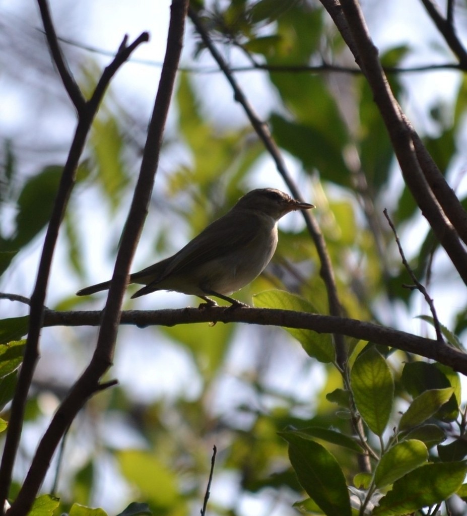 Red-eyed Vireo - ML646686546