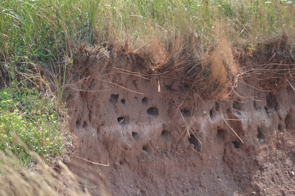 灰沙燕 - ML646686547