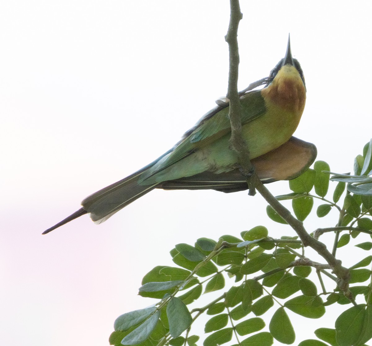 栗喉蜂虎 - ML646686549