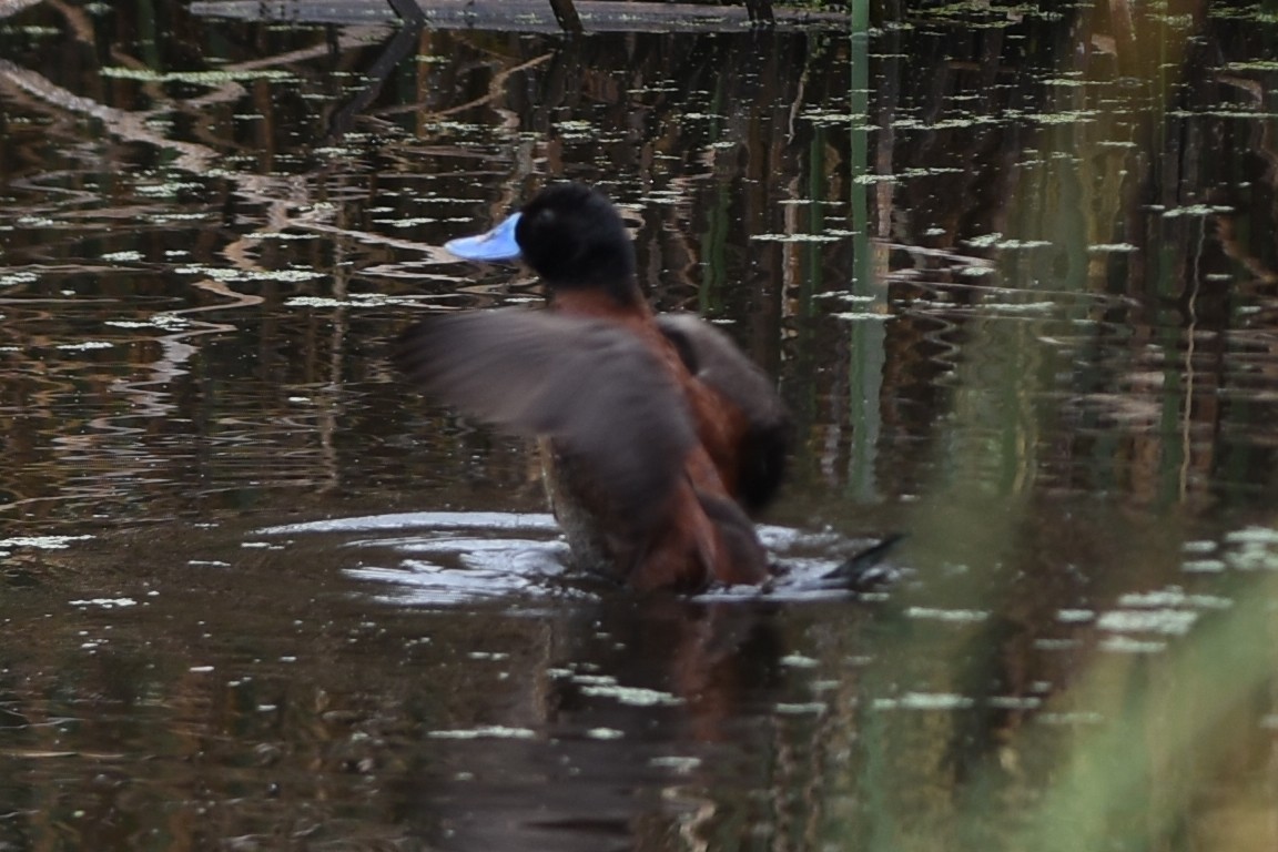 Lake Duck - ML646686550