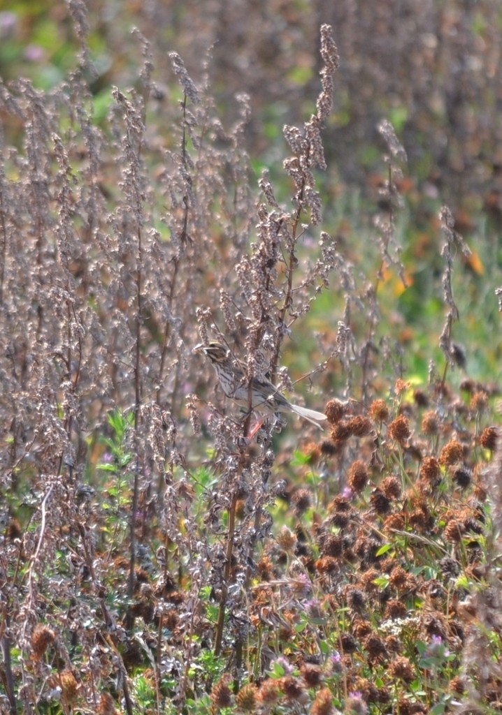 Savannah Sparrow - ML646686551