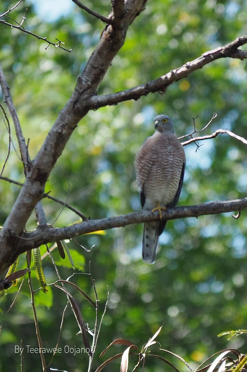 Shikra - ML646686559