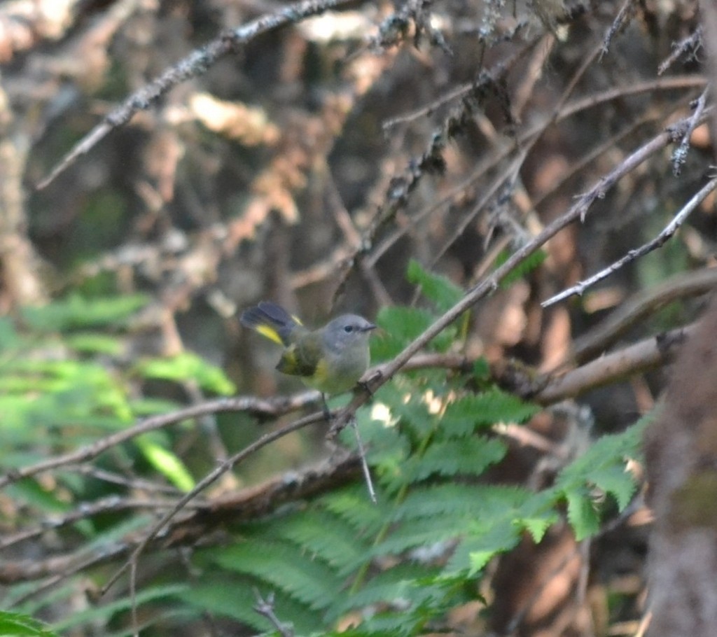 Горихвостковая древесница - ML646686561