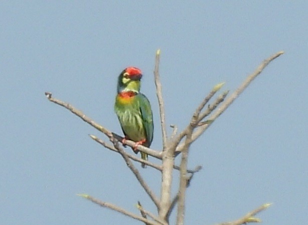 ムネアカゴシキドリ - ML646686569