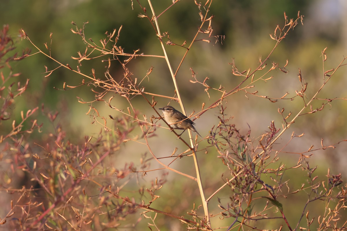 Dusky Warbler - ML646686571