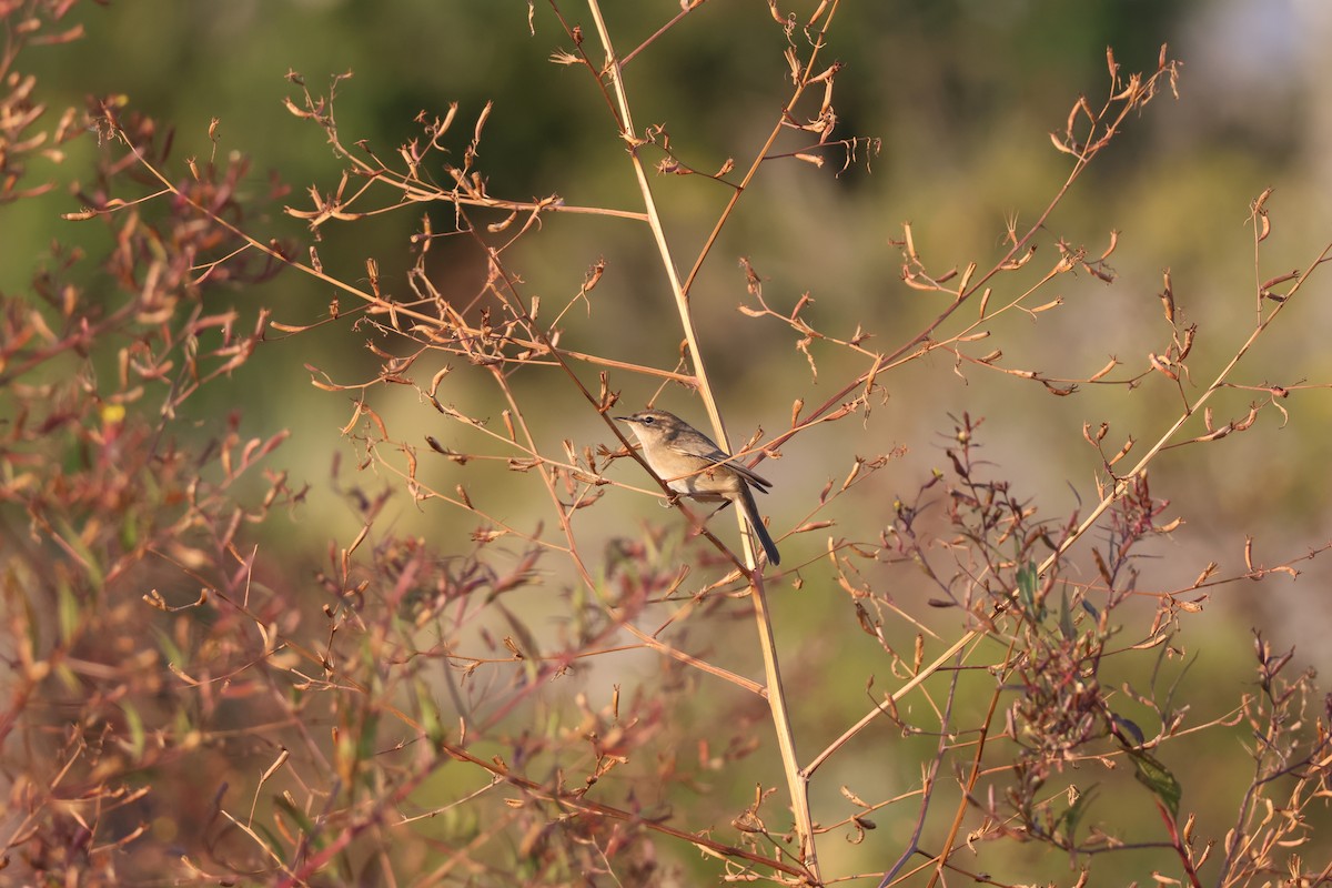 Dusky Warbler - ML646686572