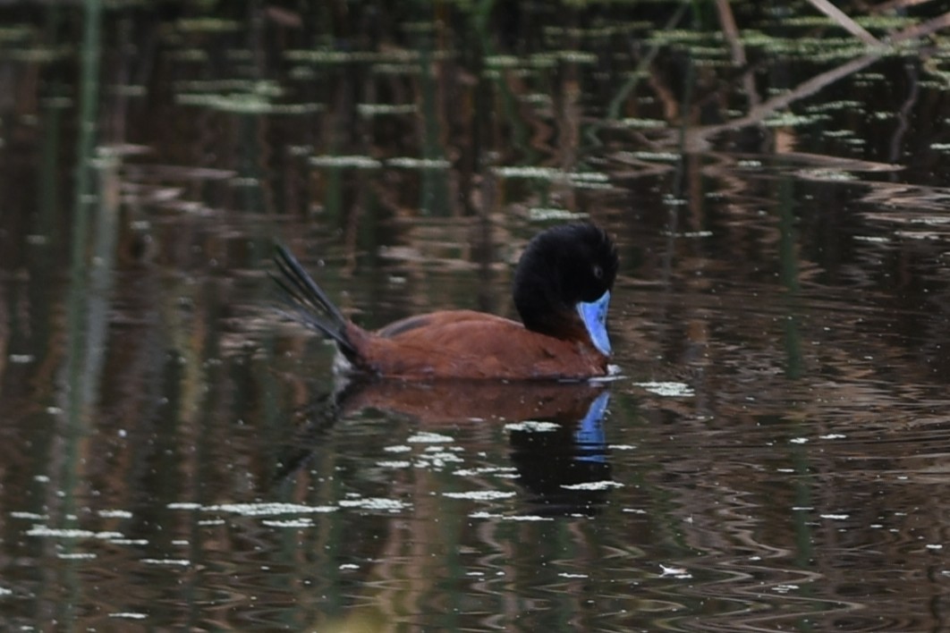 Lake Duck - ML646686574