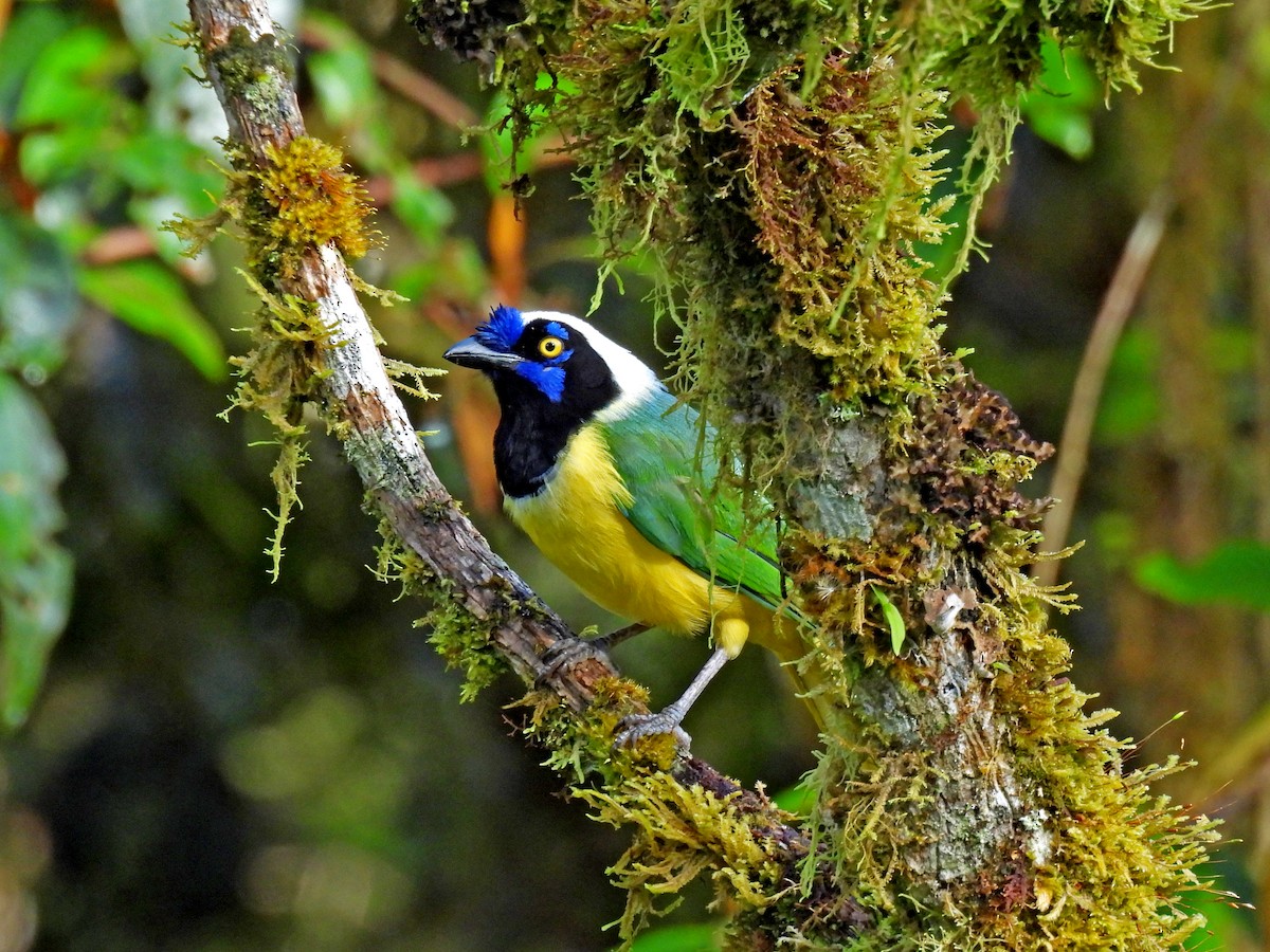 インカサンジャク - ML646686578