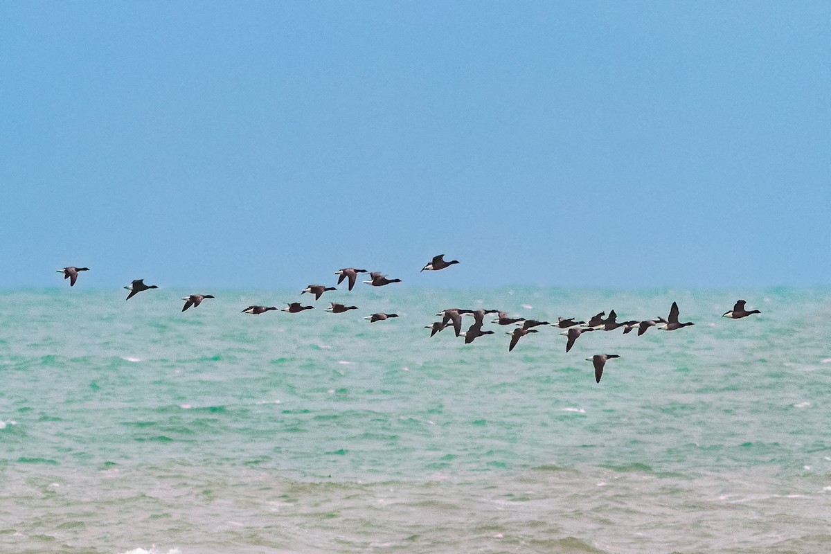 Чёрная казарка (bernicla) - ML646686582