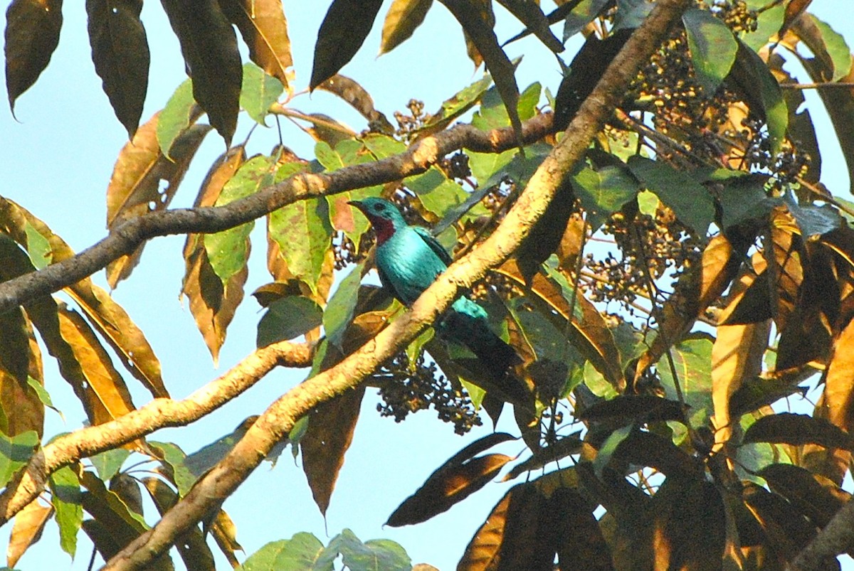 Pırıltılı Kotinga - ML646686583