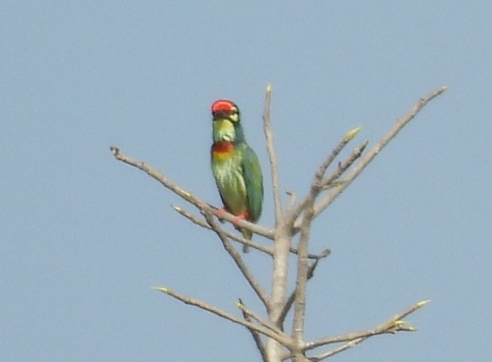 ムネアカゴシキドリ - ML646686584