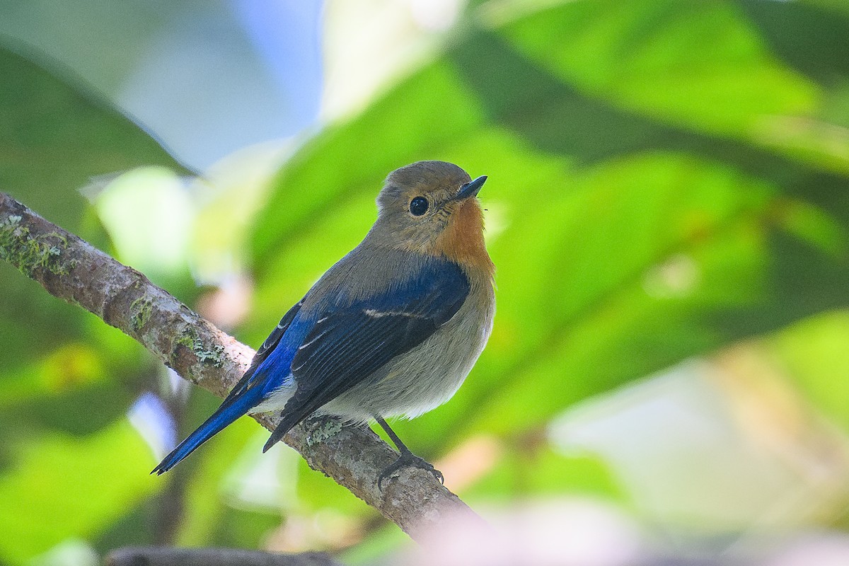 Sapphire Flycatcher - ML646686585