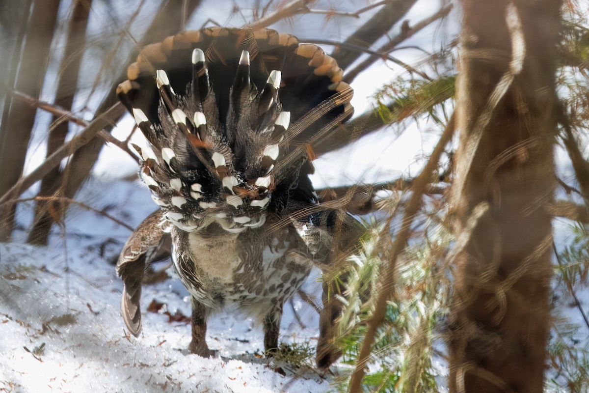 granjerpe - ML646686587