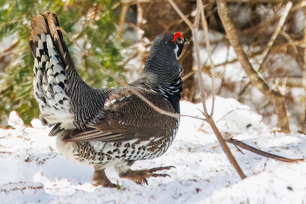 granjerpe - ML646686588