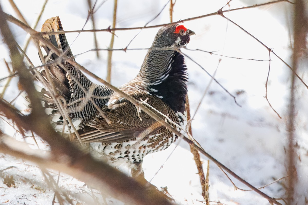 granjerpe - ML646686589